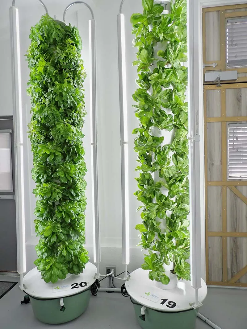 Indoor Vertical Farm | Indoor Aeroponics | 5 Points Farm